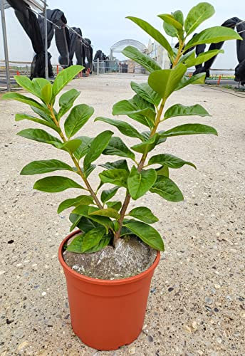 POWERS TO FLOWERS - LAURO, LAUROCERASO, PIANTA PER SIEPE, 2 PIANTE, VASO 17CM DIAMETRO, ALTEZZA MINIMA 50CM, piante vere