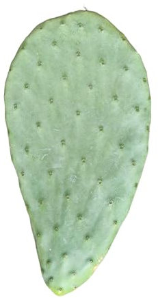 Bastadduni - Pale di fico d'India da piantare 9 pz - Piante di fico d'India di Sicilia pronte per essere piantate