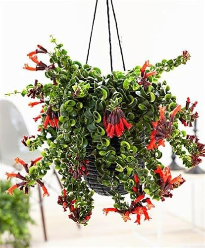 Red Curly Lipstick Plants Live in 3'' Pot, Twisted Lipstick Trailing Vine, Vibrant Blooming Housepalnt for Indoor Growing