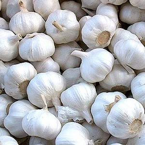 Aglio Bianco Spagnolo gr 500 circa 70-75 spicchi da semina