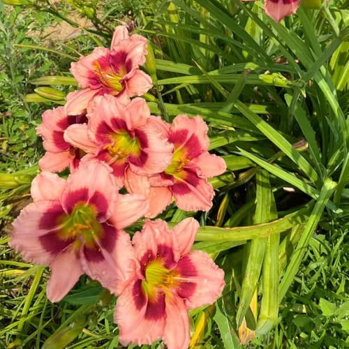 Azucenas, Hemerocallis fulva de jardín de semillas pradera silvestres, macizo exóticas pradera decorativas balcón cortadas resistentes en macetas 900semillas