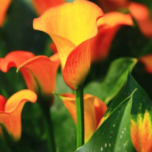 CXXFGFT-Bulbos Calas Gigantes Bulbos Calas Negras Bulbos de Calas de Colores Bulbos de Calas Zantedeschia aethiopica-2bulbos-D