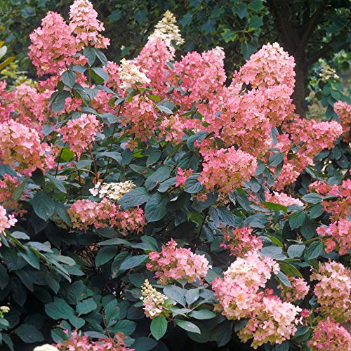 Hortensia Paniculada Pink Diamond - Arbusto de Jardín Exterior Caducifolio
