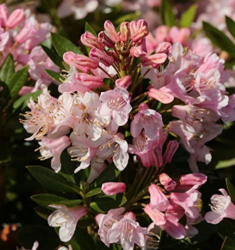 Kleinblütiger Rhododendron Bloombux® 30-40cm - Rhododendron micranthum