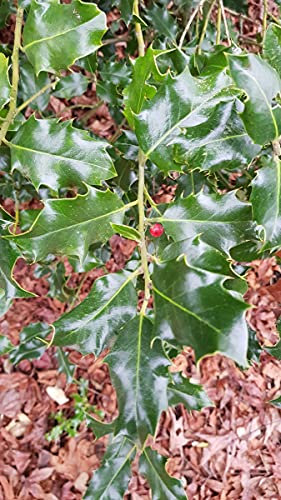 Ilex aquifolium 'Alaska' / Houx commun d'Alaska/Conteneur de 7 à 10 litres