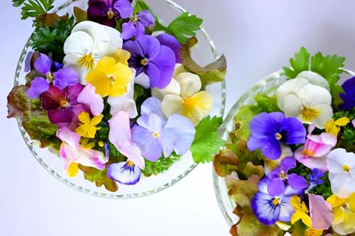 Mix of 400 Seeds - Mix Colorful Pansy Winter Flowering - Pansy Swiss Giant Mixed