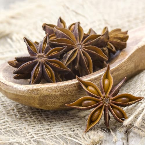 semillas anís estrellado - Illicium Verum ornamentales de resistentes verdes decoración de oficina interior jardín rocas oficina jardín 85pcs