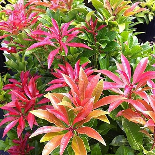 Pot Pieris Mountain Fire Medium Evergreen Garden Shrub Plant (3 Pack) P9 pots