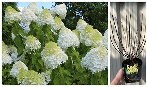 Hydrangea paniculta 'Lime Light' | Hydrangea Garden Ready Shrub | 2L