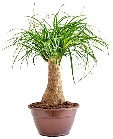 Bonplants Beaucarnea Recurvata, Pianta Mangiafumo, Resistente e Purificatrice (Vaso 20 cm - Altezza 45 cm)
