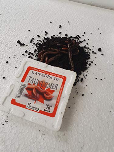 Lebendfutter Fischfutter Verschiedene Sorten zur Auswahl 45ml oder 90 ml (Tauwurm (1 Dose 10 Würmer))