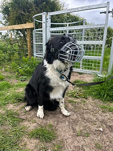 Muselière en fil métallique pour chien Border Collie et autres chiens similaires (panier à pois/cuir noir, 4)
