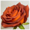 Rosen Pflanzen Winterhart MehrjäHrig Rosenpflanzen In Angebot Rosen Pflanzen Winterhart Rosenpflanze Rosenzwiebel Pflanzen -3 zwiebeln-e