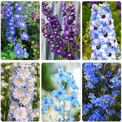 delphinium resistentes con Balcón con parterre de silvestres balcón interior exóticas semillas silvestres verdes 550pcs