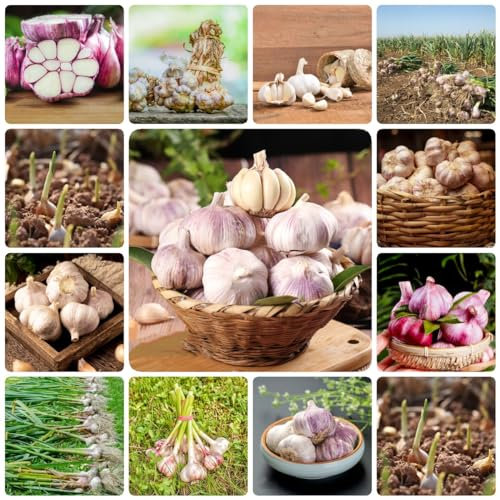400 pcs pflanzknoblauch winterhart samen - kräutergarten küche plant knoblauch frisch, herbal dekopflanzen pflanzenkübel herbs winterharte kübelpflanzen kräuterlinge balkonpflanzen winterhart