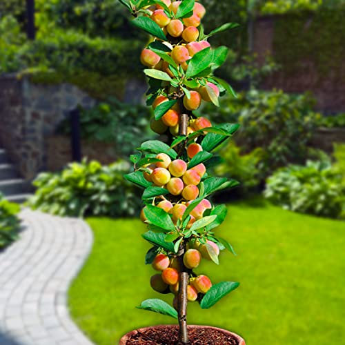 Arbre fruitier Colonnaire Abricotier - 80/100 cm de hauteur - Pour pots et pleine terre - Idéal pour Balcon, terrasse, Petit Jardin