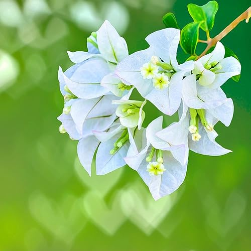 bouganville semi di selvatico decorazione tagliato foglie perenne giardino semi esotici giardino decorazioni per 55pcs
