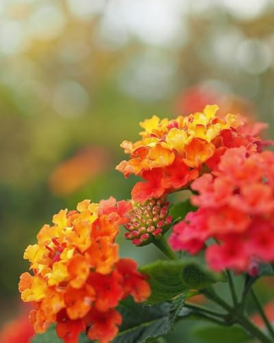 Pianta di Lantana camara, vaso 14 Cm - Arbusto sempreverde