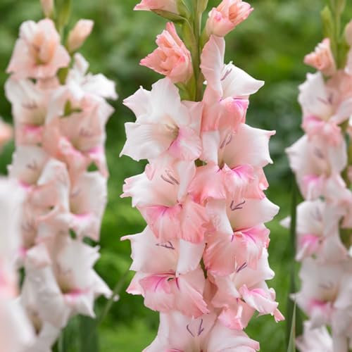 Gladiolus Plant Gladiolus Bulbs UK,Hardy Perennial,Wedding Flowers,Plant Bulbs,Garden Flowers-3bulbs-e