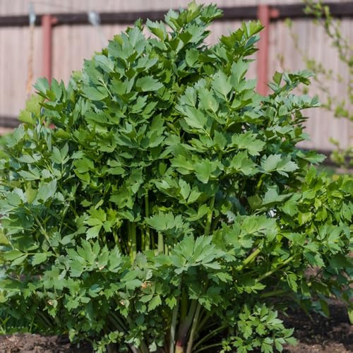 semi di levistico, varietà antiche giardino in aiuole rialzate interno raro selvatici sul 200pcs