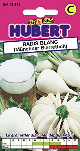 Graines de Radis blanc (Münchner Bierrettich) - 8 grammes