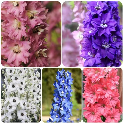 20 pcs rittersporn samen winterhart mehrjährig pflanze - garten geschenke für männer steingartenpflanzen winterhart Delphinium grandiflorum - Consolida ajacis winterharte kübelpflanzen