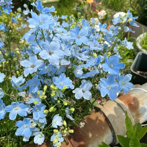 semi di delphinium resistente perenne - delphinium - balcone da giardino roccioso sono balcone, resistenti 200pcs