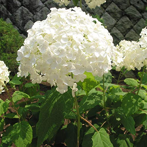 3 x Hydrangea 'Annabelle' Hortensien Virginia 'Annabelle' 30-50 cm Container