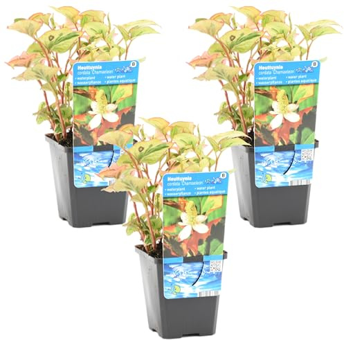 Bloomique - Set de 3 - Houttuynia cordata ‘Chameleon’ - Doku-dami - Anémona de pantano - Plantas de estanque - Acuáticas - Resistente al frío - Altura 10-20 cm - Maceta 9 cm
