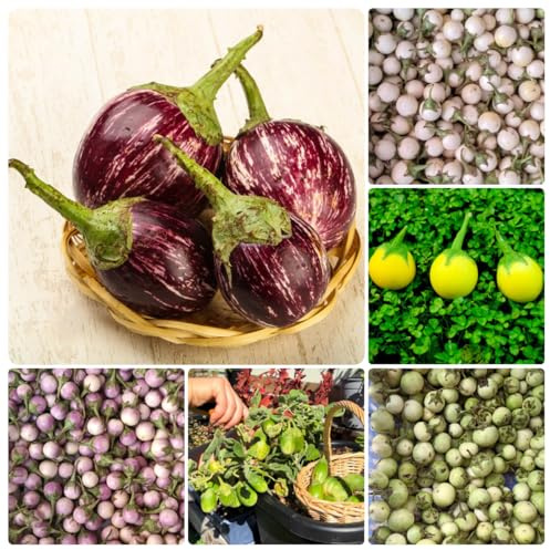 semillas de berenjena orgánicas - perennes resistentes jardín decorativa 150pcs