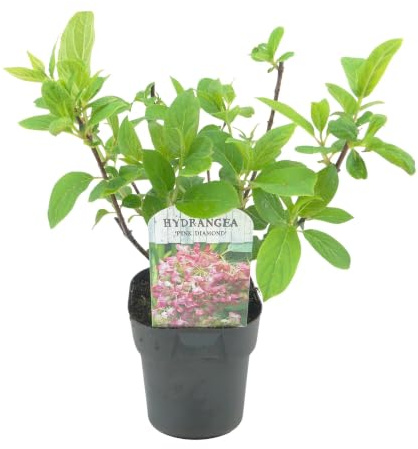 Hortensia Paniculada Pink Diamond para Exterior, Blanco y Rosa, Pack de 3