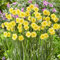 8 Dwarf Daffodil Sun Disc Bulbs - RHS Award Winner - Fragrant Perennial, Miniature Buttercup Yellow Flowers – Cultivated for UK Climate Conditions