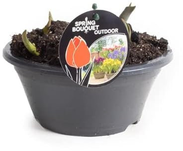 Planta de Exterior Tulipán Bulbo con Flores de Colores para Casa, Terraza y Jardín