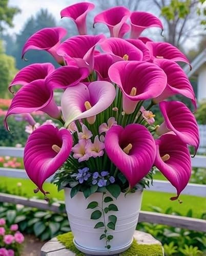 Calla bulbi,piante erbacee Resistenti perenni,adatti per la semina immediata,Calla pianta vera(non artificiali)-4 bulbi-D