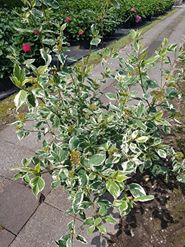 buntblättriger rotholz Hartriegel Cornus alba Sibirica Variegata Solitär 125-150 cm hoch im 12 Liter Pflanzcontainer