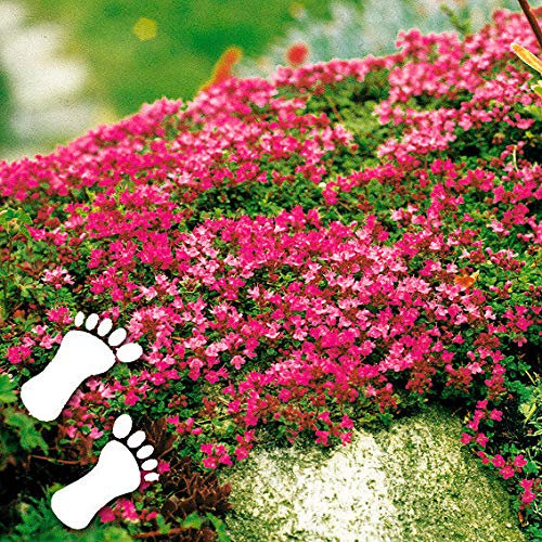 Ultrey Seed House - Fragrance Long Haired Mountain Thyme Seeds Sand Thyme Creeping Carpets Groundcover Perennial Flowers Stonecrop Seed Hardy Perennial