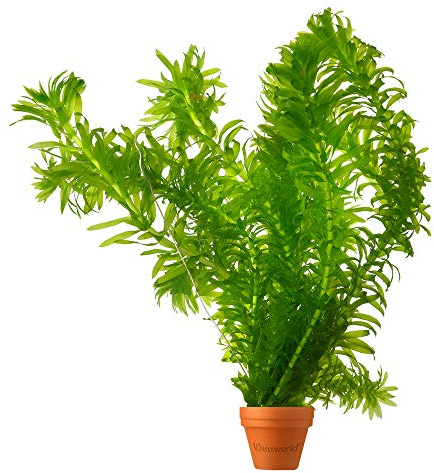 vdvelde - Elodea Egeria Densa - Set da 5 - Pianta Ossigenante per Laghetto & Acquario - Contro Alghe & per Acqua Limpida - Rustica - Pianta Subacquea
