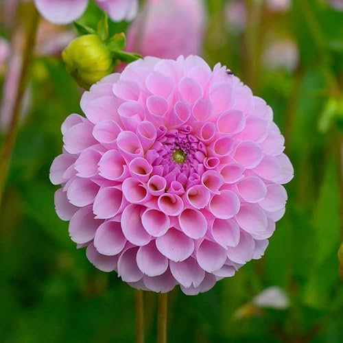 Dahlie Stolze von Berlin | 1 Stück | Knolle | Schnittblume | Rosa | 100% Blütegarantie | QFB Gardening