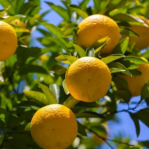 Yuzu - Citrus Yuzu Mini Tige 50/60 cm Pot 19cm - Plante En Pot - Floraison Printemps et Été Exposition - Hauteur 50/60 Cm - Exposition Plein Soleil