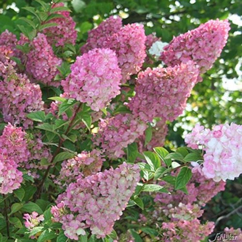 Rispenhortensie Sundae Fraise weiß-rosa - Hortensie winterhart & mehrjährig - Hydrangea paniculata - 1 Pflanze von Garten Schlüter - Pflanzen in Top Qualität