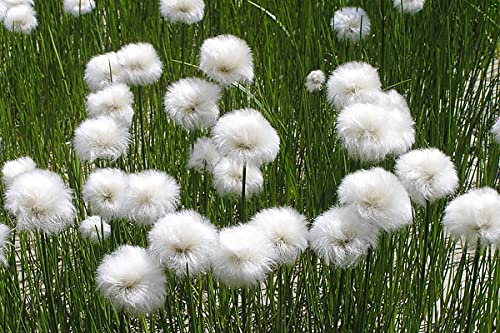 Carbeth Plants Pond Plants for Small Ponds -1 X 9cm Pot Eriophorum Angustifolium Cottongrass - Live Marginal Ponds Plant - Low Maintenance Perennial Outdoor Pond Plant