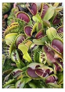 Stk - 3x Dionaea muscipula Fused Teeth Extreme Venusfliegenfalle Pflanzen Samen B1237 - Seeds & Plants Shop by Ipsa