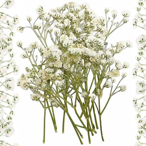 10 Stück Getrocknete Blumen Trockenblumen Klein Baby’s Breath Blumen Echte Natur, Weiß und Zart, für DIY Kerze Harz Schmuck Nagel Kunst Basteln