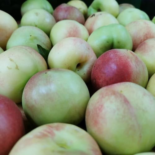 PIANTA DA FRUTTO PESCA NOCE MERENDELLA DI AGOSTO in vaso 20 età 2/3 anni