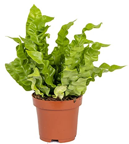 Bloomique - Asplenium Crispy Wave - Fougère nid d’oiseau - Plante d’intérieur - Dépolluante - 20-30 cm de haut - Pot 12 cm