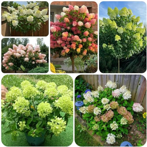 hortensia de panícula Mini jardín des rápido crecimiento semillas hortensia trepadoras, jardín rocas Decoración sala estar con camas elevadas semillas 160semillas