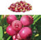 Blueberry Bush 'Pink Lemonade' Plant in 9cm Pots - Reliable and Heavy Cropping - Vaccinium Plants (Regular Packaging)