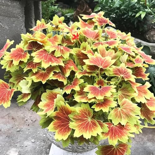 semillas de geranio raras, silvestres geranios pelargonios colgantes cubierta perenne resistente de para bancales elevados 550pcs