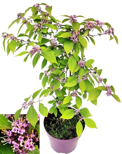 POWERS TO FLOWERS - CALLICARPA, IN VASO 20CM DIAMETRO, pianta vera