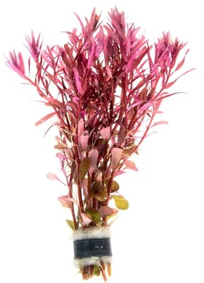 SubstrateSource Live Aquarium Stem Plants - Freshwater Aquatic Plant for Fish Tanks, Aquascaping - (Rotala Narrow Leaf Sp. Red, 1 Bunch)